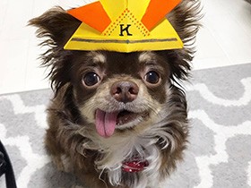 小さなタヌキみたいなチワワ「コタヌ」　いつもベロがちょこん