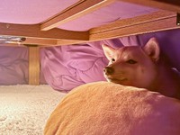 まるで、コタツの妖精！？ ぬくぬく温まるようこちゃん（画像提供：シバシバお豆さん）