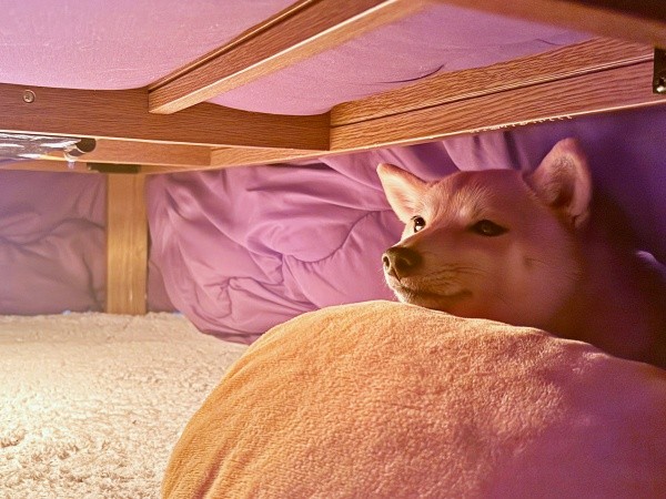 まるで、コタツの妖精！？ ぬくぬく温まるようこちゃん（画像提供：シバシバお豆さん）