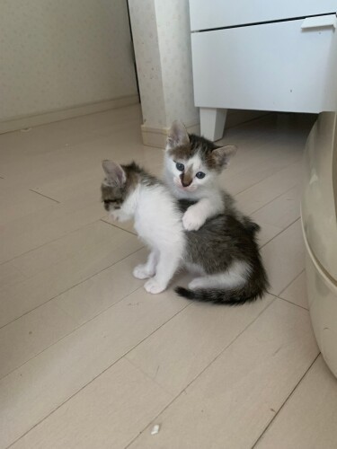 きょうだいと遊ぶレモン。６月後半に「男の子の猫を希望」と保護主さんに立候補し、７月に真美さん宅に行くことが決まった。譲渡前は（お花屋さんなので）「お花ちゃん」と呼ばれていた（保護主さん提供）