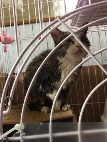 家にきたころの「広輔」