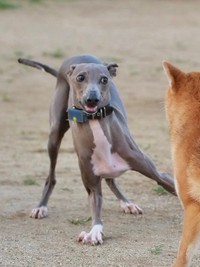 ドッグランで元気に遊ぶプットくん（画像提供：プットさん）