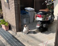 お外で暮らしていたころのデイジーちゃん。ご飯をもらえる家を複数持っていました