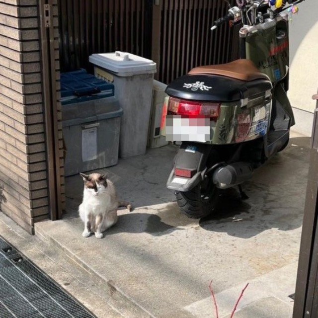 お外で暮らしていたころのデイジーちゃん。ご飯をもらえる家を複数持っていました