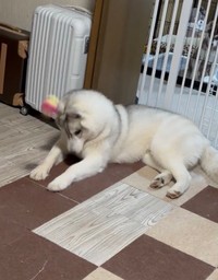 ボール遊びをするもどんくさい姿がバレてしまった福丸くん（提供：ふくまる＋ぶな=さん）