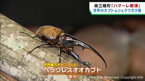 世界のカブトムシやクワガタなどを展示　宮城・南三陸町