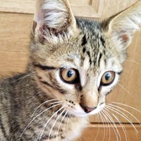 保護時、生後推定2カ月ほどだった葉月くん（画像提供：さくらさん）