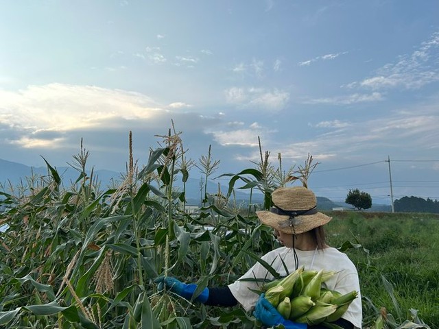 収穫したとうもろこしを抱え、畑で作業を進めるあやさん／つむぐ農園｜あやさん（@tsumugunouen）提供