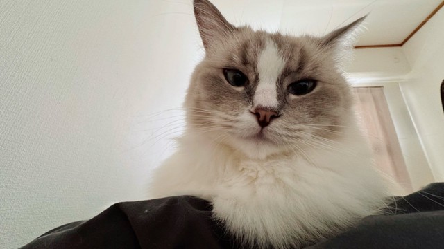 朝から眠いのにゴロゴロ言いながら飼い主さんの上に乗ってきてくれるピノちゃん（提供：ピノさん）