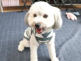 せっかくのおでかけなのに、おニューの洋服着ていき忘れたワン　ミックス犬「ウル太」