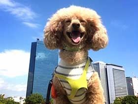 つらい時、ずっとそばにいてくれた　保護犬の「トト」