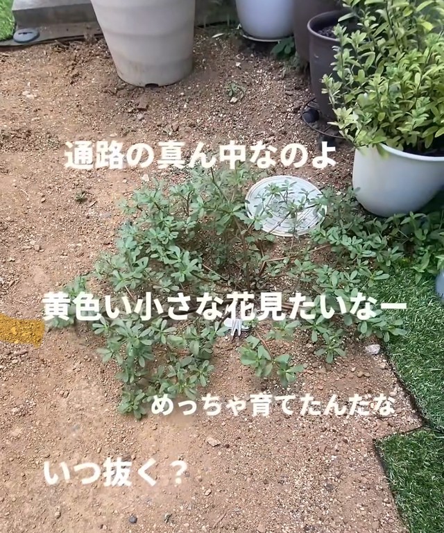 どうするか迷ったものの、通路の真ん中に生えていたので抜いてしまったそう／はこさん（@hakogarden）提供