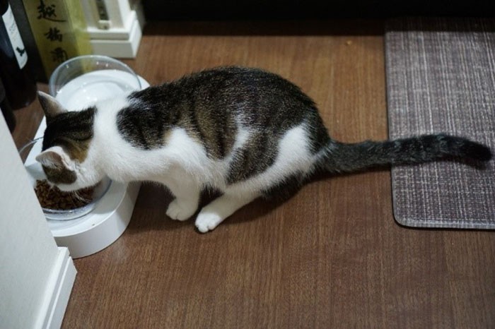 「ごはん、待ってました」