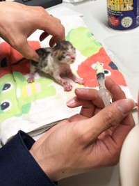 唯一生き残った子猫