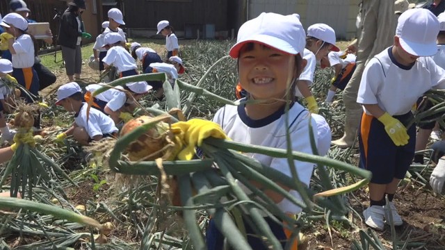 玉ねぎを収穫する小学生　香川・土庄町