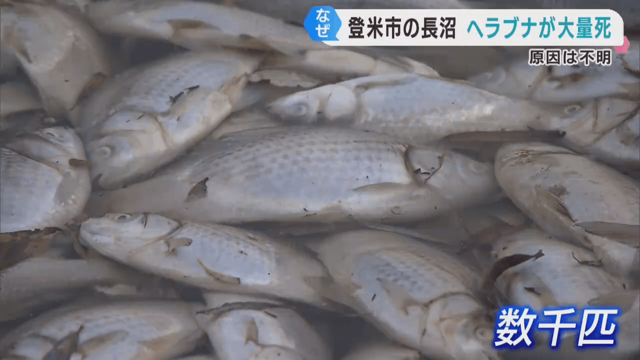ヘラブナが大量死　詳しい原因は分からず　宮城・登米市の長沼