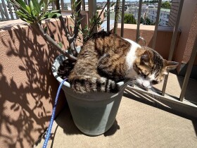 晴れた日は愛猫たちも外遊び　好奇心旺盛なジャッキーとビビりなきなこの反応は？