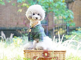 お散歩はどこでも大好き　天真爛漫なトイプードルの「アムル」