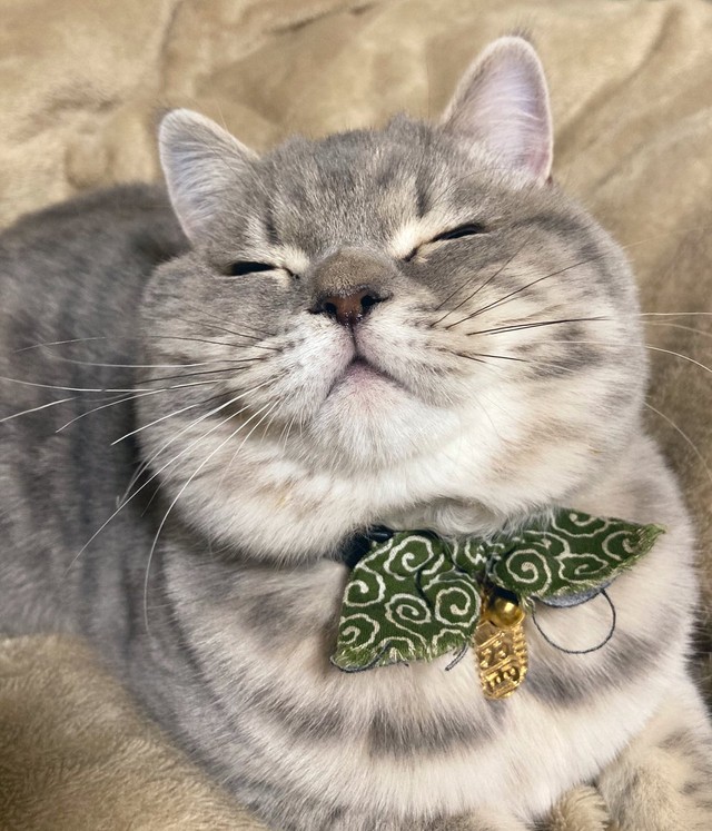 いっぱい遊んでもらってご満悦＝いわし先生（@IWASHI_0723）さん提供