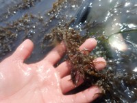 海藻に卵が産み付けられています（2021年撮影）