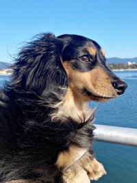 海を背景にパシャリ！ 横顔がかっこいいがぶくん（画像提供：ダックスがぶくん）