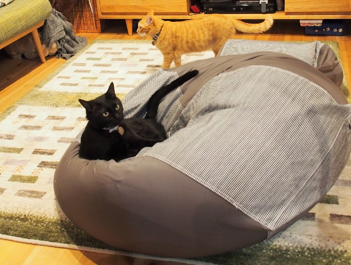 大きなビーズクッションの上がお気に入り（あやのさん提供）