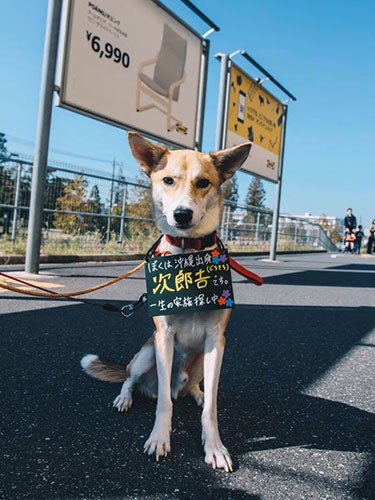 イケアの譲渡会に参加した保護犬（ねこかつ提供）
