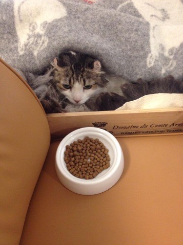 来たばかりの頃は、隠れてほとんど写真も撮れず、ごはんも食べなかった