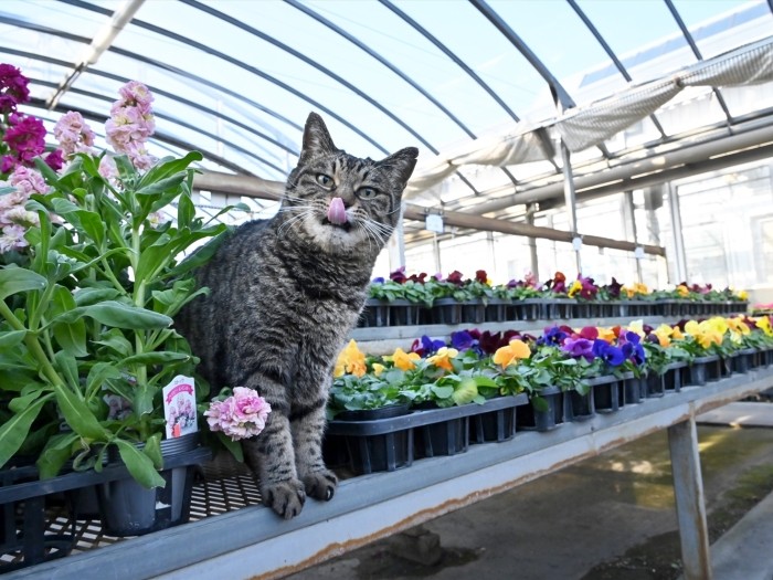 「いい苗、揃ってるニャア♪」