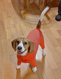 お洋服を着たら、魚肉ソーセージのような見た目になったふてちゃん（画像提供：ふてぶてしい犬さん）