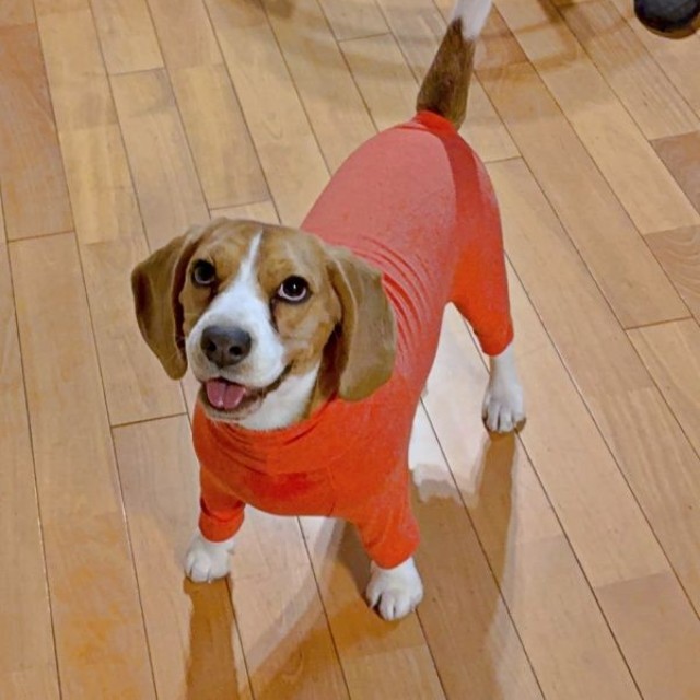 お洋服を着たら、魚肉ソーセージのような見た目になったふてちゃん（画像提供：ふてぶてしい犬さん）