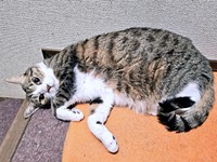 ゴロンと寝そべって飼い主さんをチラッと見る元気くん（画像提供：MOTOさん）