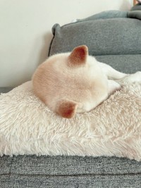 真ん丸なユキちゃんの頭（オデコ）（画像提供／たまgoさん）