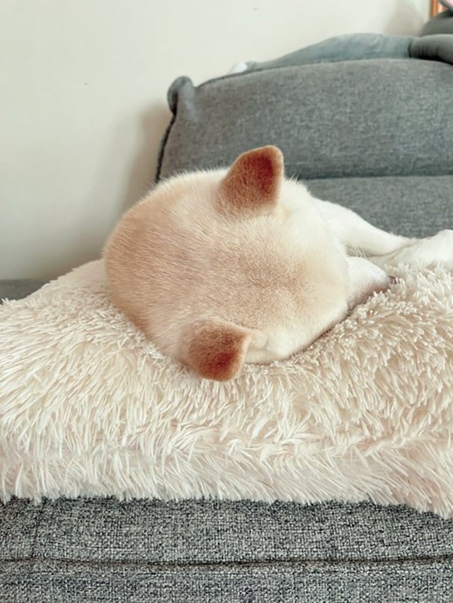 真ん丸なユキちゃんの頭（オデコ）（画像提供／たまgoさん）