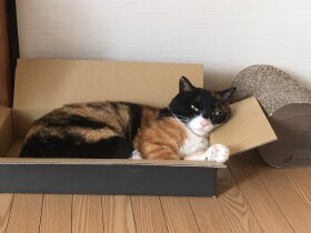 マスクをかぶったみたいな柄がチャームポイント！　日本猫「めちゃ」