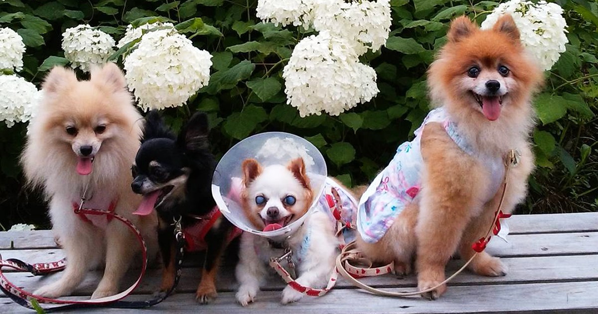 かわいいポメラニアンとチワワの4兄弟 上は14歳、下は2歳 | 「犬や
