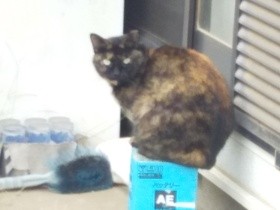 猫「オハナ」へ、僕らは心がつながっている　〈お手紙コンテスト入賞〉