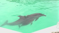 バンドウイルカの赤ちゃん「ナナ」（新屋島水族館　5月13日）