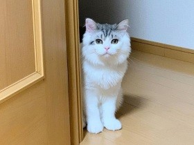 キリッとしたお顔なのにハイトーンボイス　ミヌエット「サスケ」