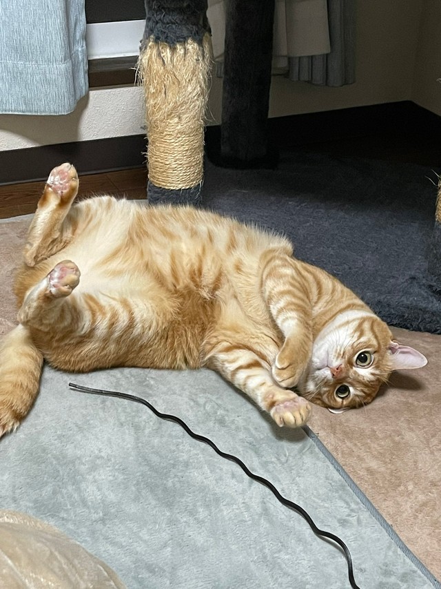 遊んで欲しい時のかまってのポーズのみんたくん（提供：保護猫みんた様と下僕のぺちの助🍏さん）