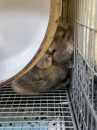 「拗ねるとこんな顔になります」（提供：ちゅちゅさん）