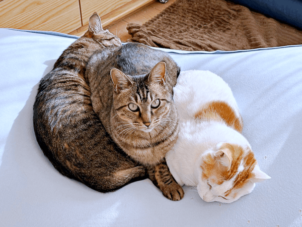 仲良し3きょうだい（左から）トロくん、ノノちゃん、トロくん（画像提供：siestaさん）