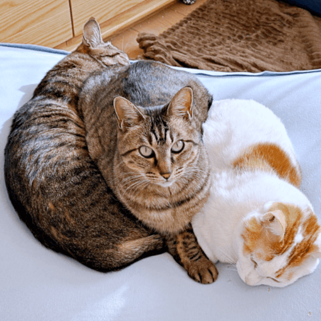 仲良し3きょうだい（左から）トロくん、ノノちゃん、トロくん（画像提供：siestaさん）