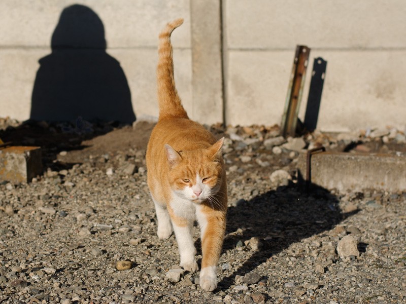 「まず、なでな」（小林写函撮影）