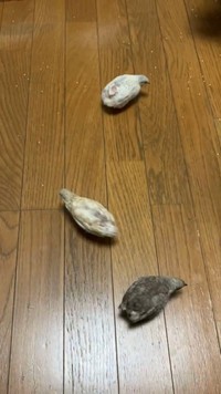 仕事が早いお掃除隊（提供：ポポチョロ🐦💨さん）