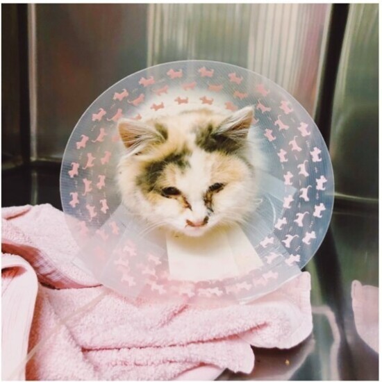 家にきたころの「リリ」