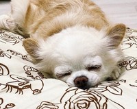 こんなかわいい寝顔を見てしまったらもう…！