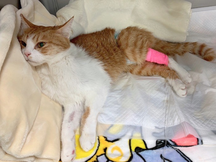 一緒に頑張ろうね、ごろりん