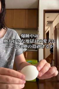 爆睡中の卵大好きな地獄耳の愛犬にバレずに卵の殻剥けるか？を検証（飼い主さん提供、Instagramよりキャプチャ撮影）