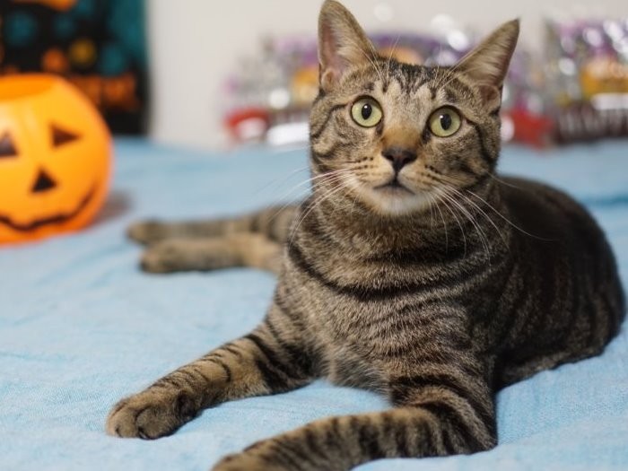 おすまししても、頭の中は食べることでいっぱい（今年９月）